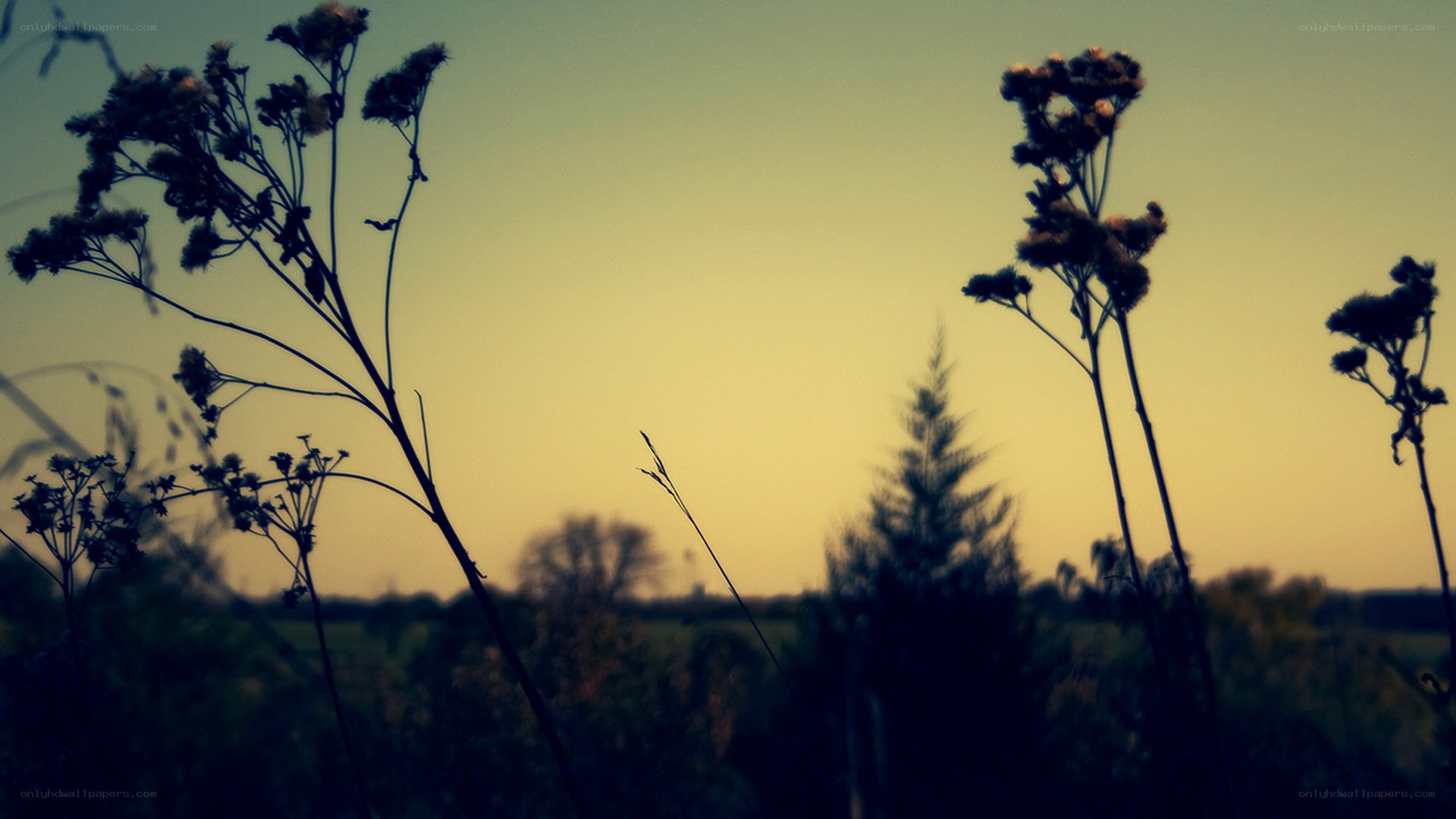 Silhouetted plants at dusk