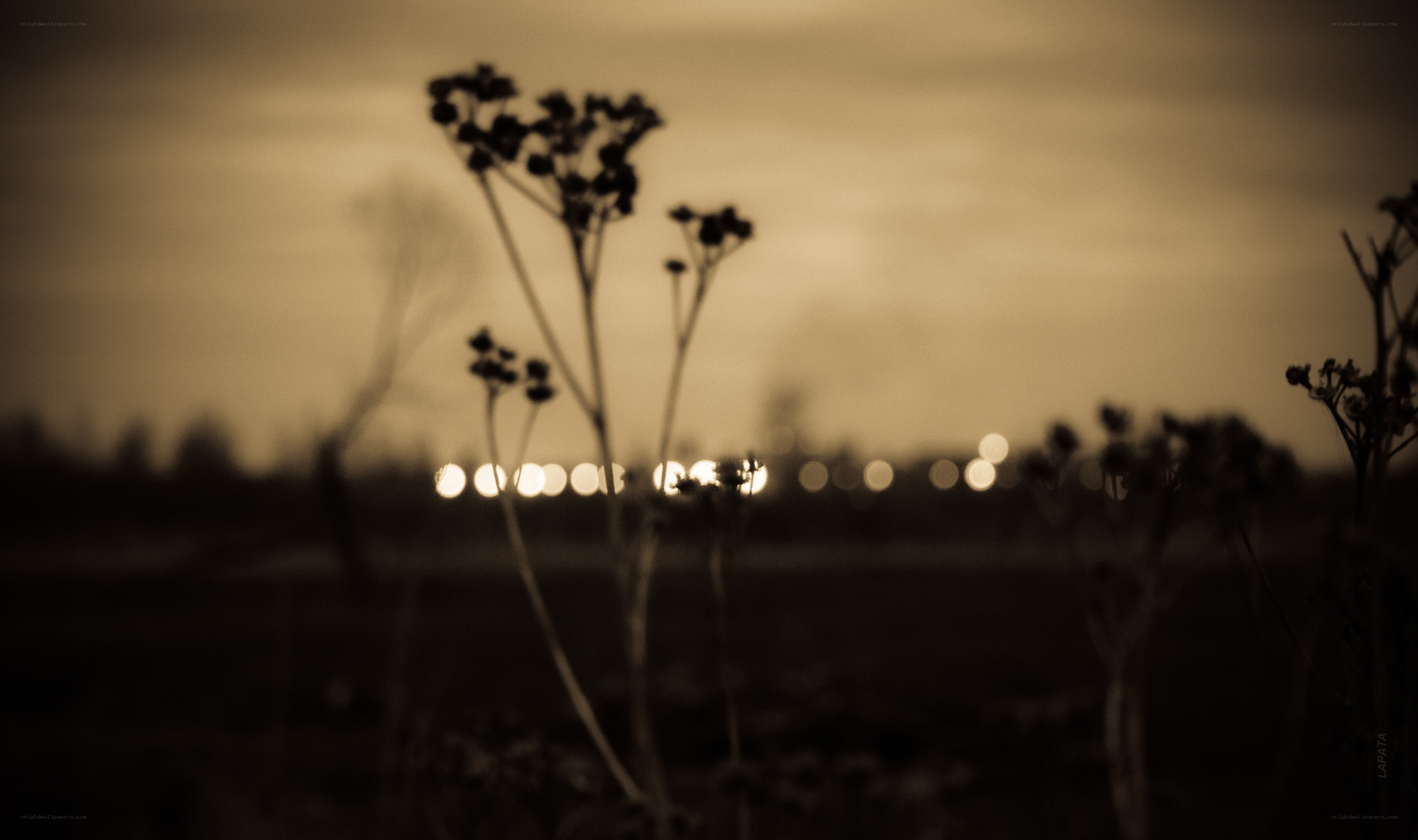 Silhouetted plants at dusk