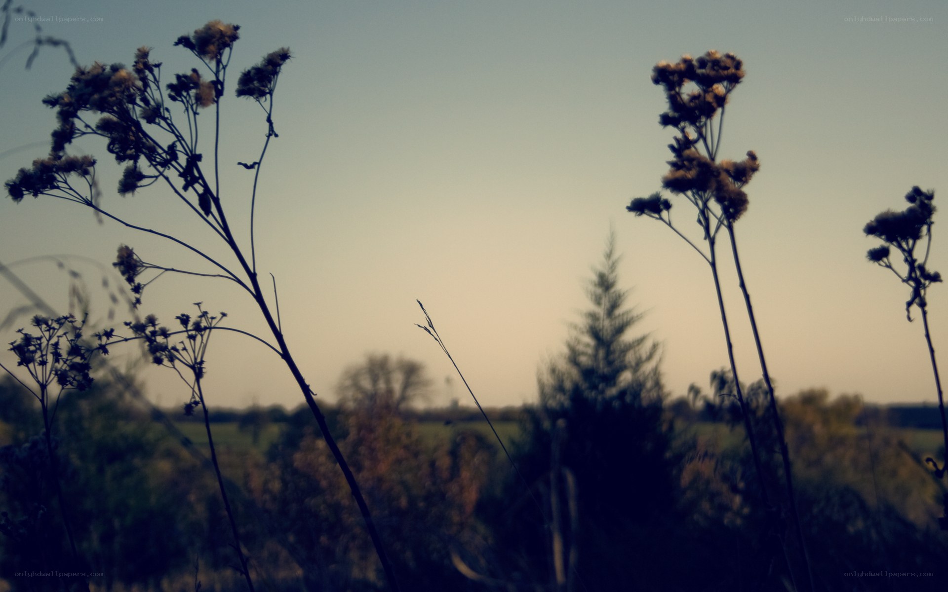 silhouetted plants at dusk