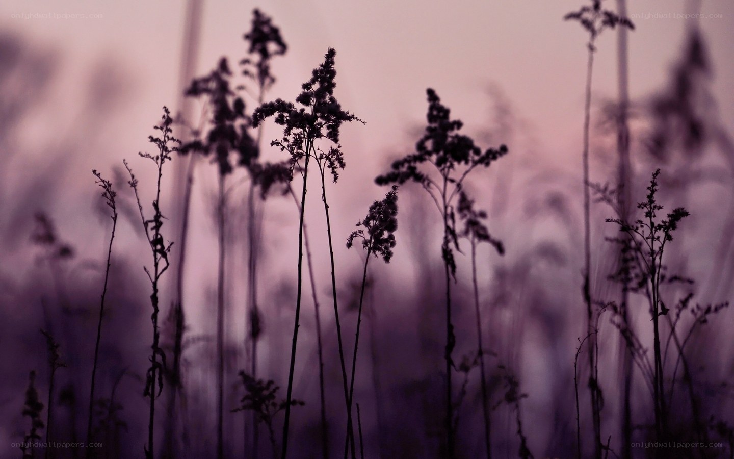 Silhouetted plants at dusk