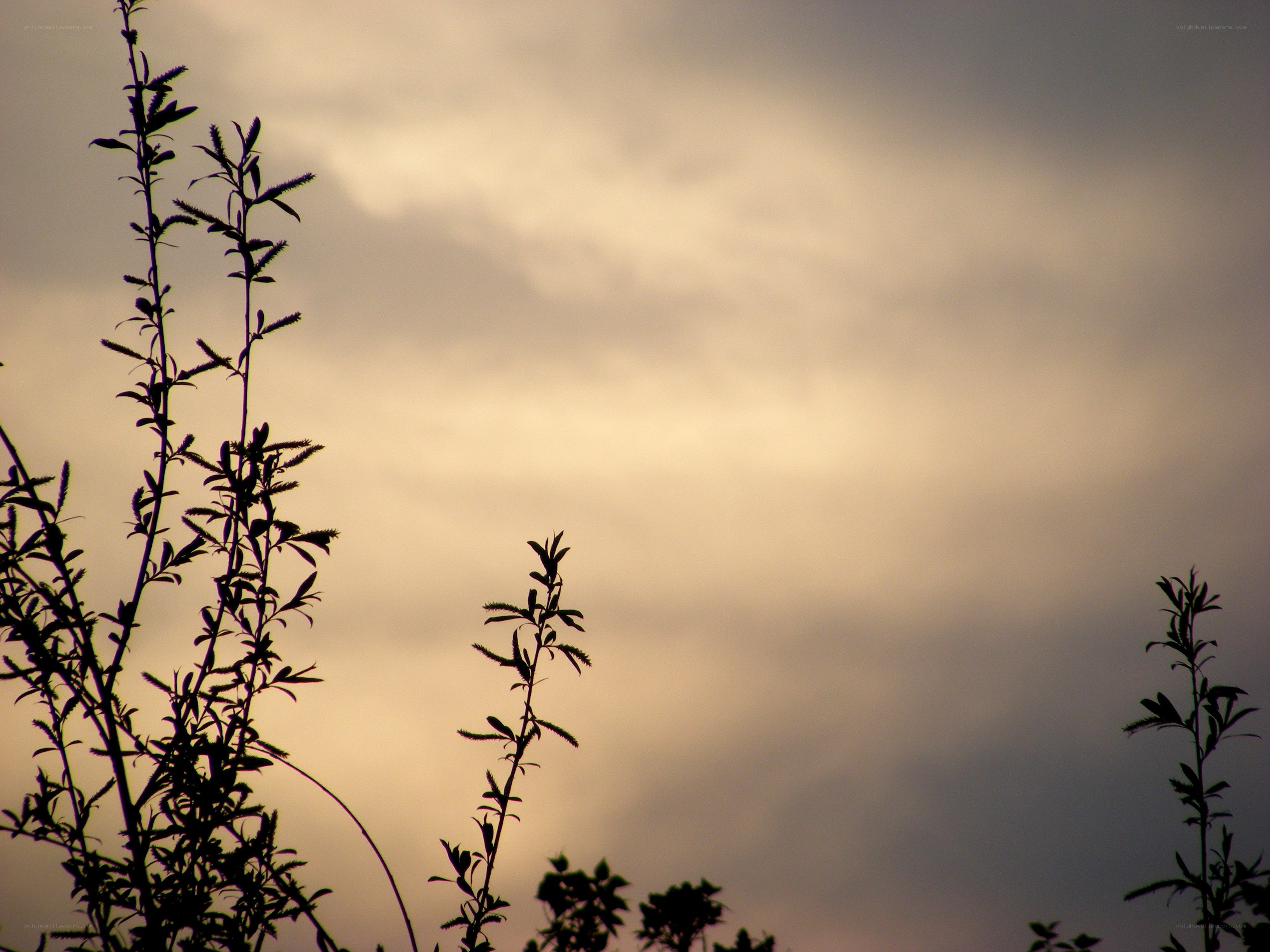 silhouetted plants at dusk