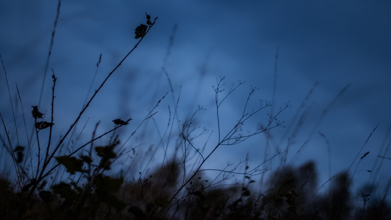 Silhouetted Plants at Dusk — Blue, Calm