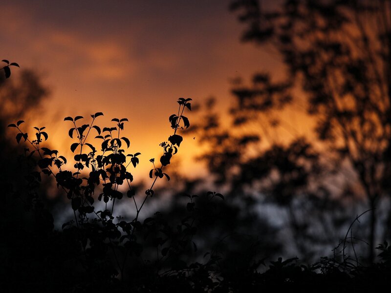 Silhouetted Plants at Dusk — Orange, Serene