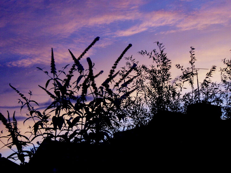Silhouetted Plants at Dusk — Purple, Serene