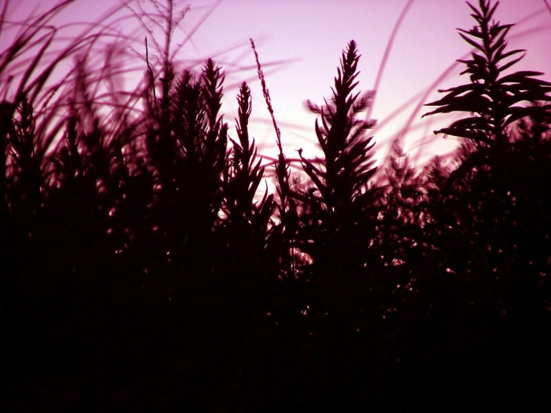 Silhouetted Plants at Dusk — Purple