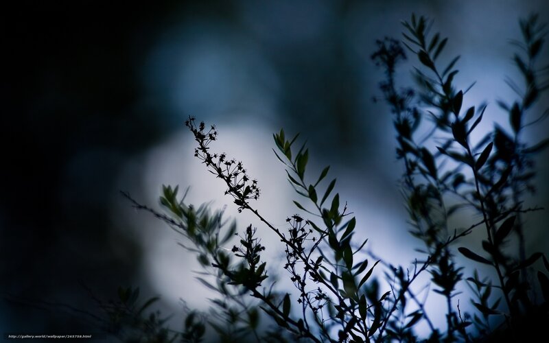 Silhouetted plants at dusk