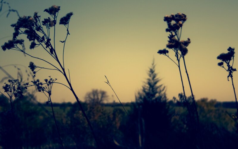Silhouetted Plants at Dusk — Yellow