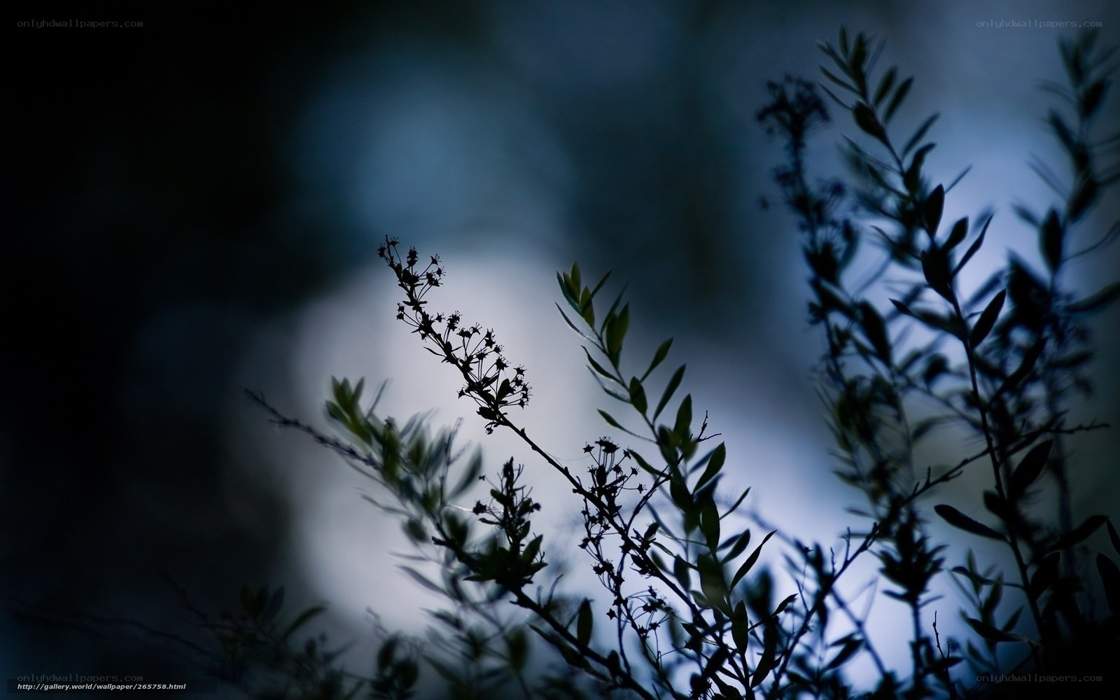 Silhouetted plants at dusk