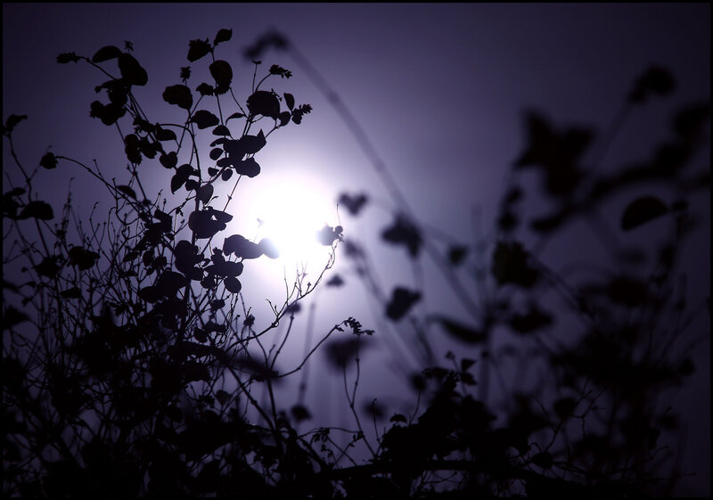 Silhouetted Plants at Night — Purple