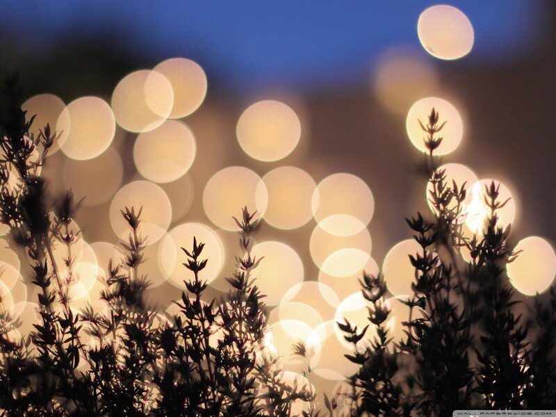 Silhouetted Plants at Night