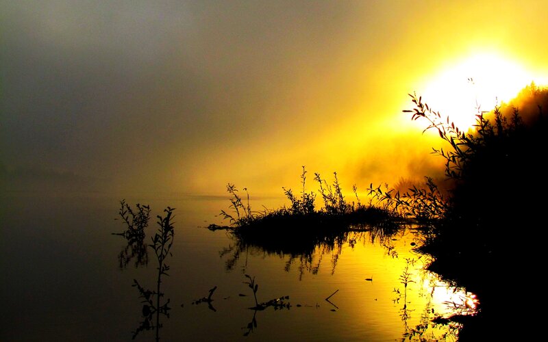 Silhouetted Plants at Sunrise — Yellow