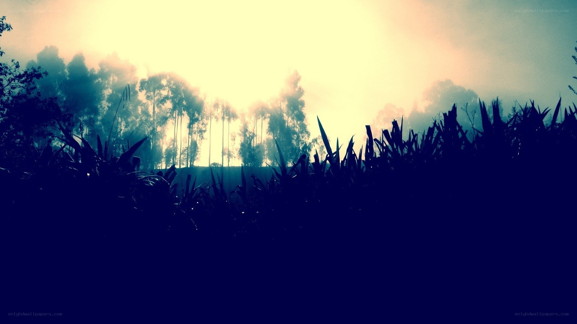 Silhouetted plants at sunrise