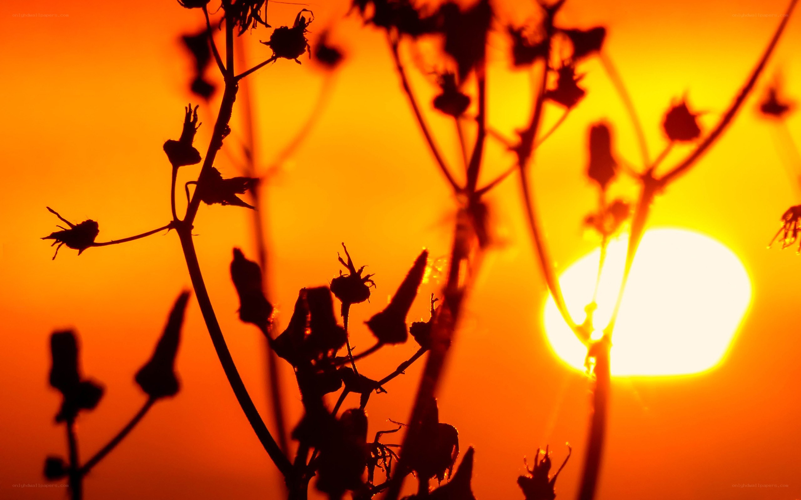 Silhouetted plants at sunset