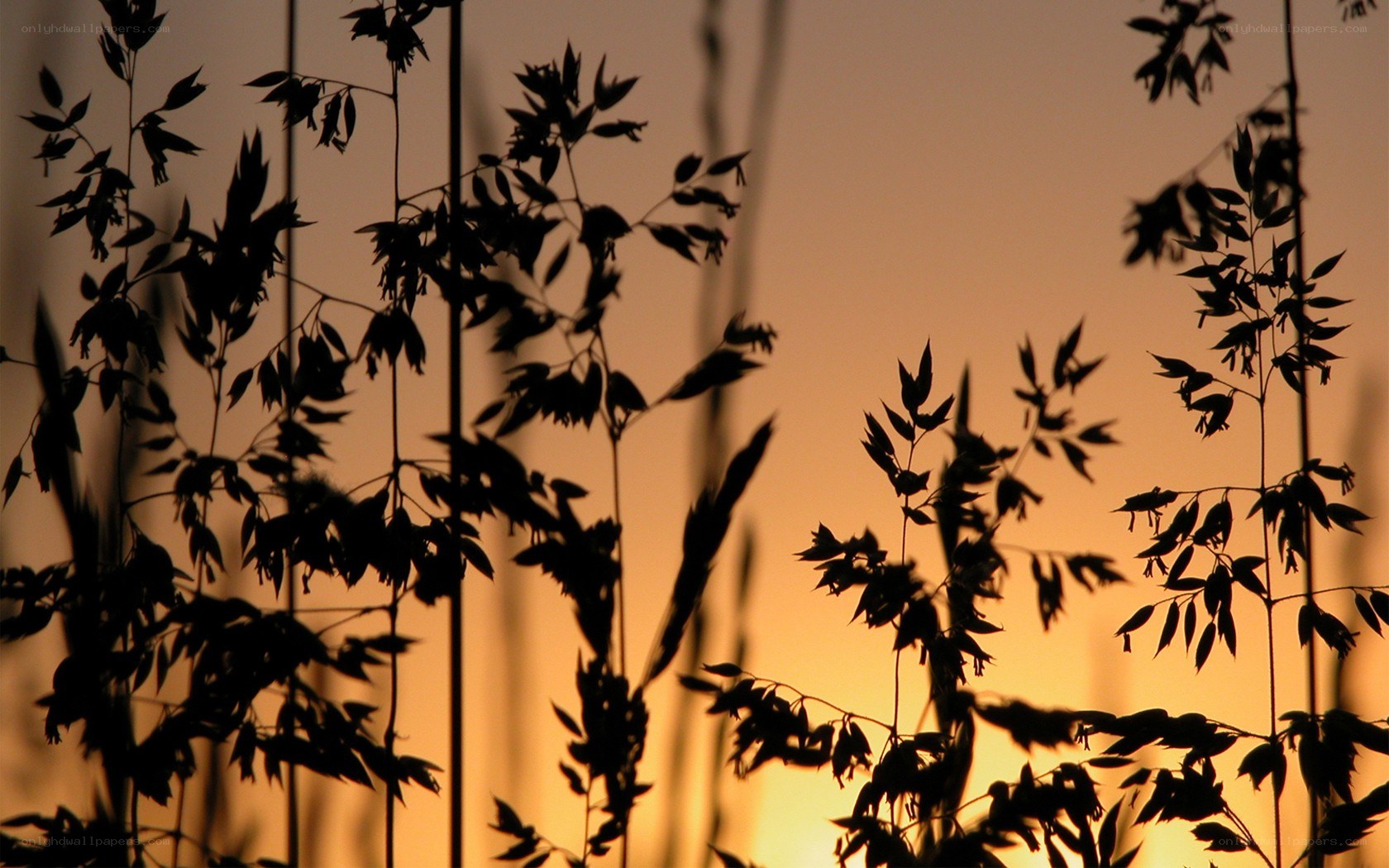silhouetted plants at sunset