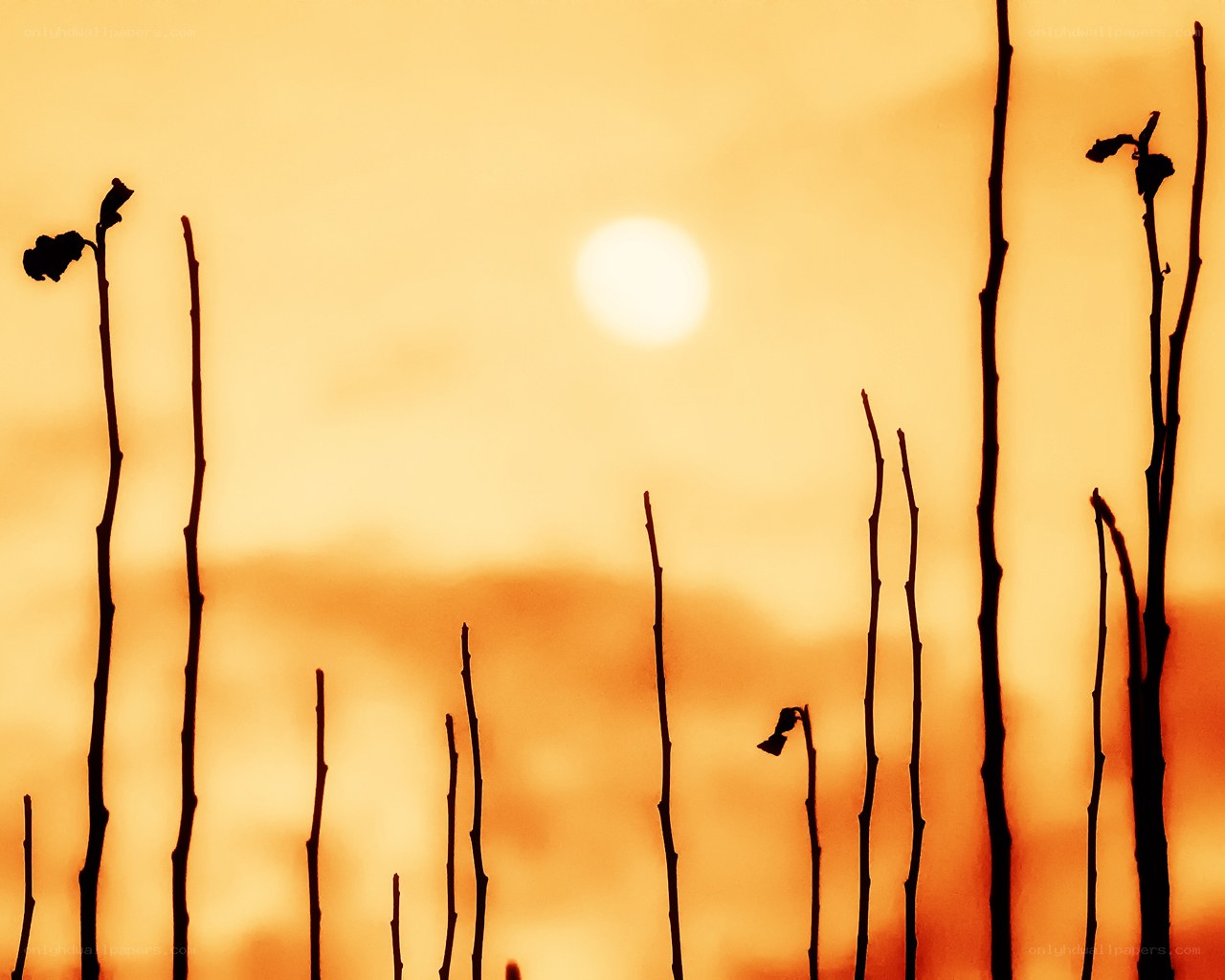 Silhouetted plants at sunset