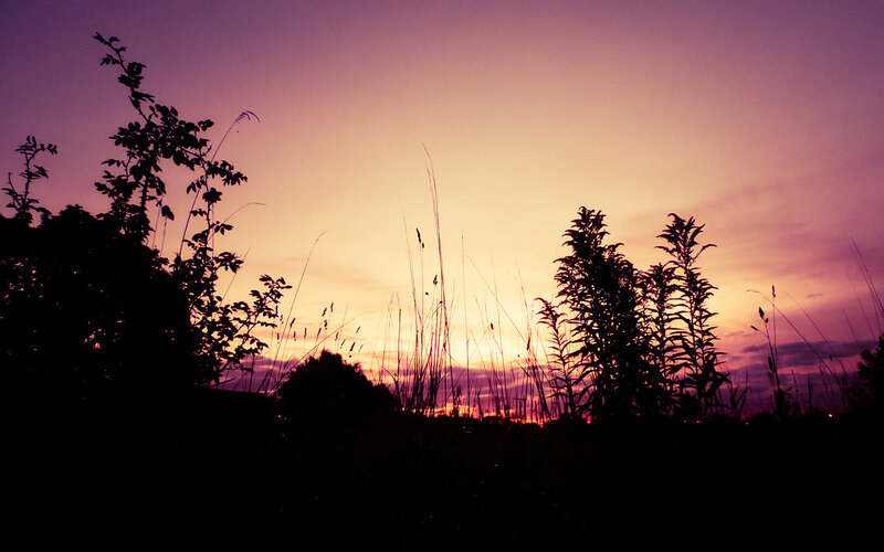 Silhouetted plants at sunset