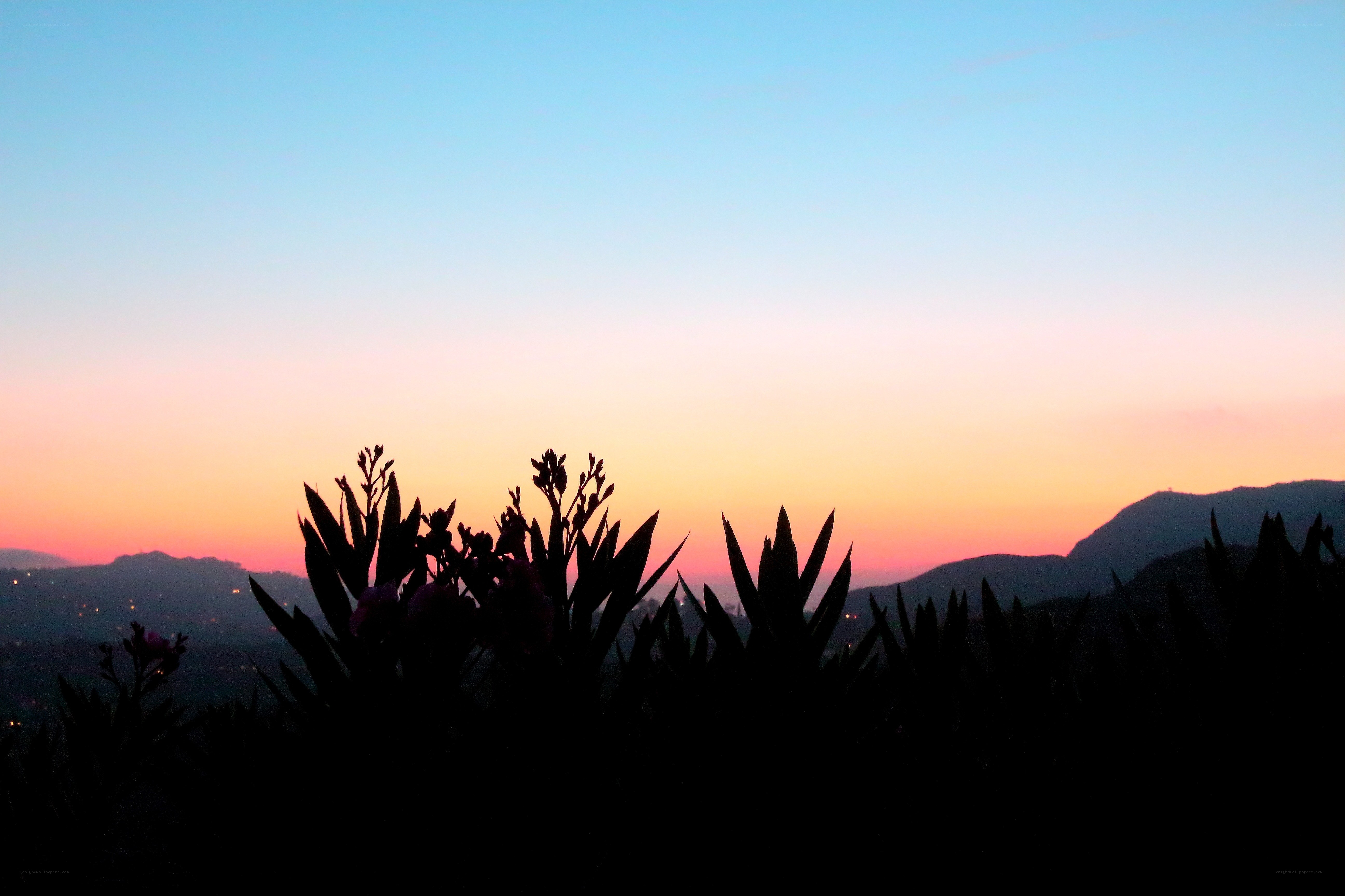 Silhouetted plants at sunset