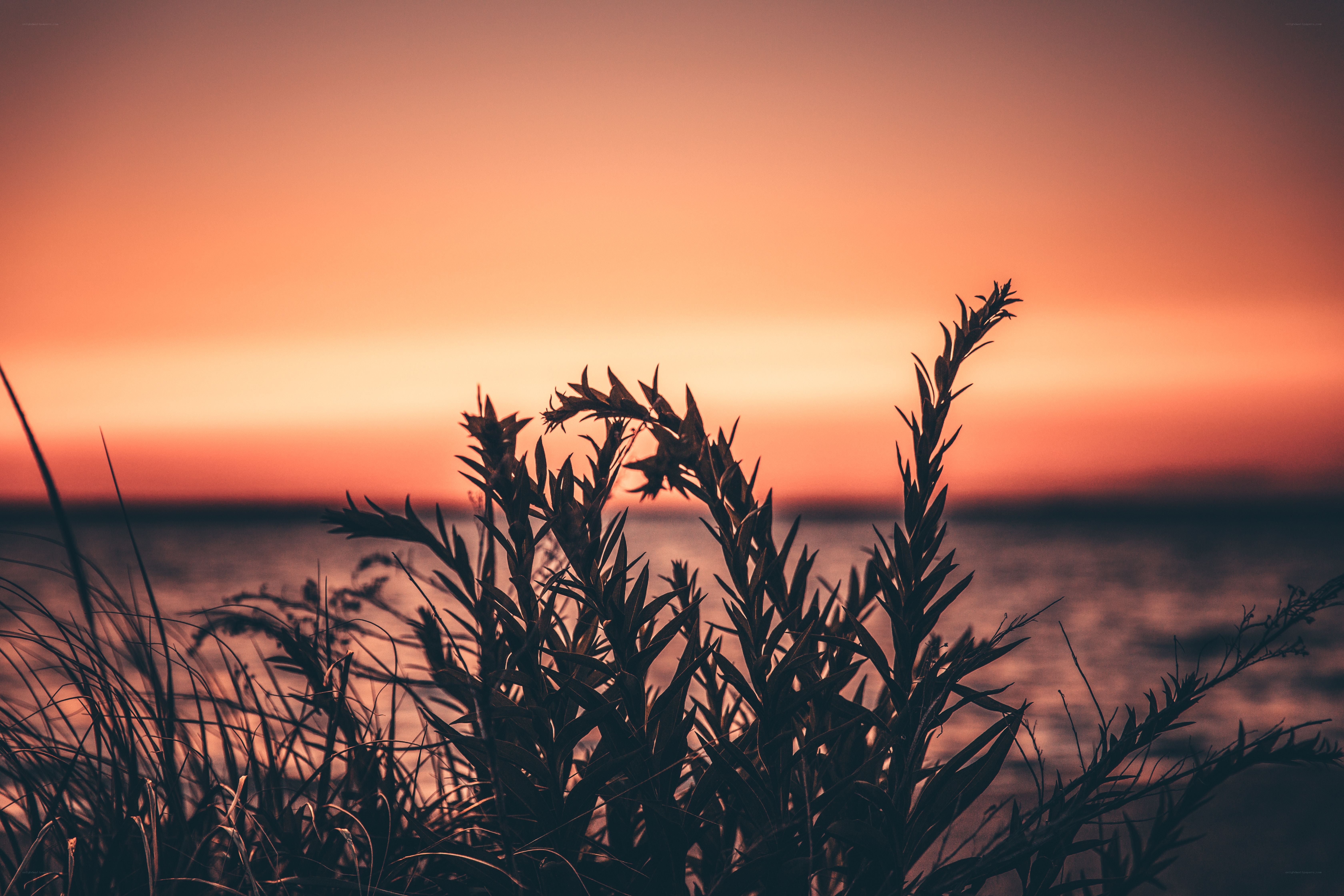 Silhouetted plants at sunset