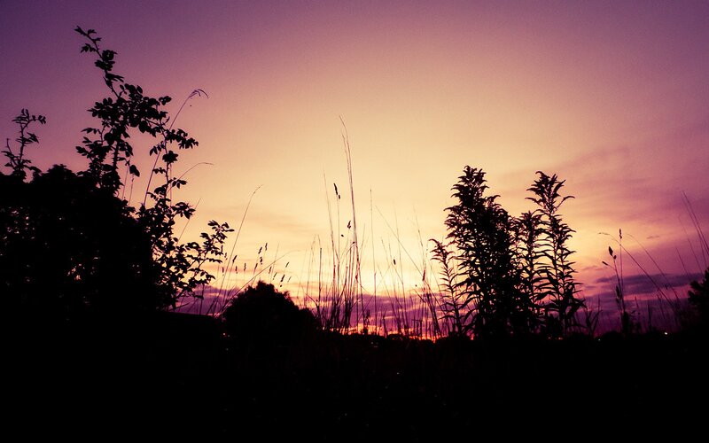 Silhouetted plants at sunset