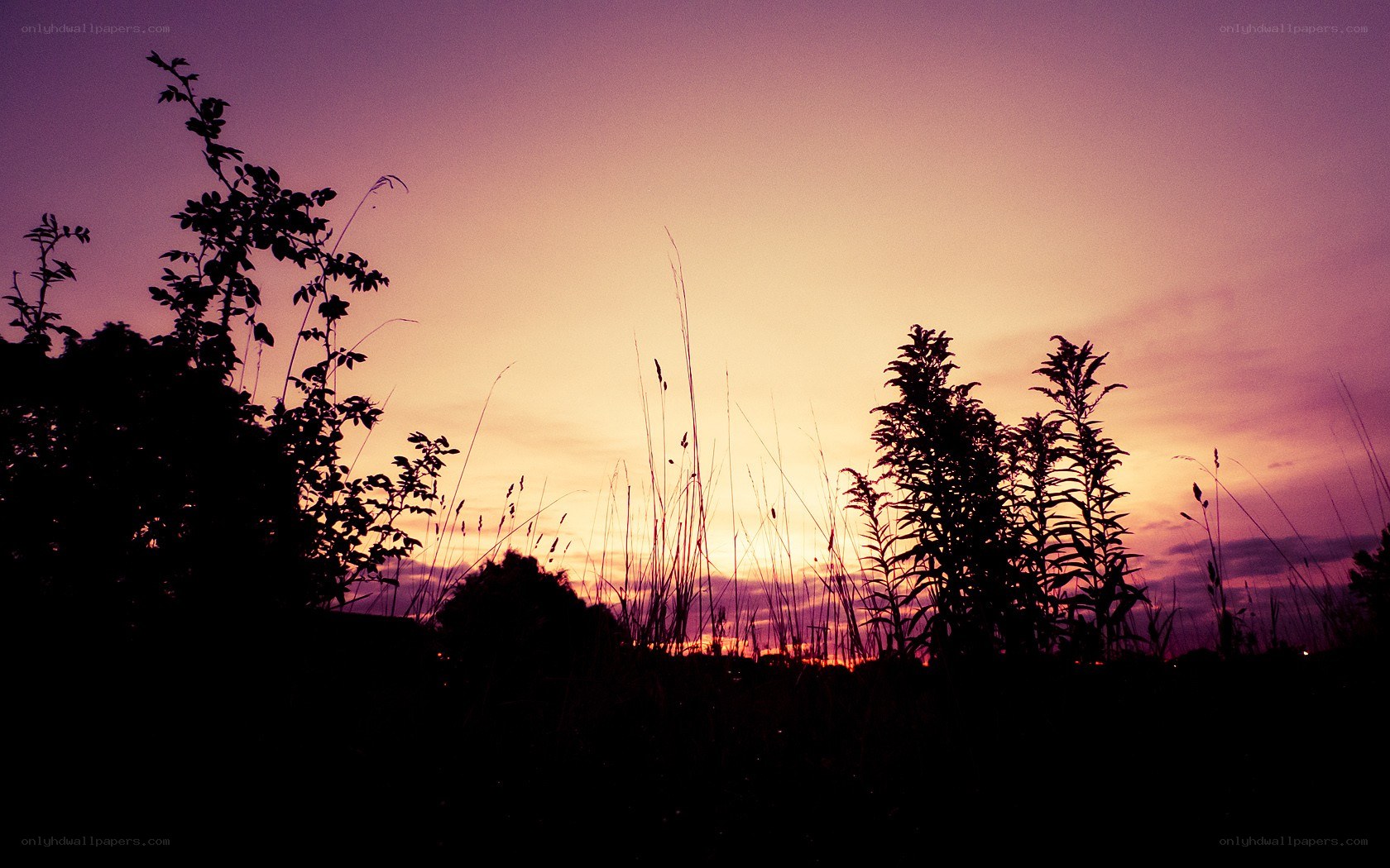 Silhouetted plants at sunset