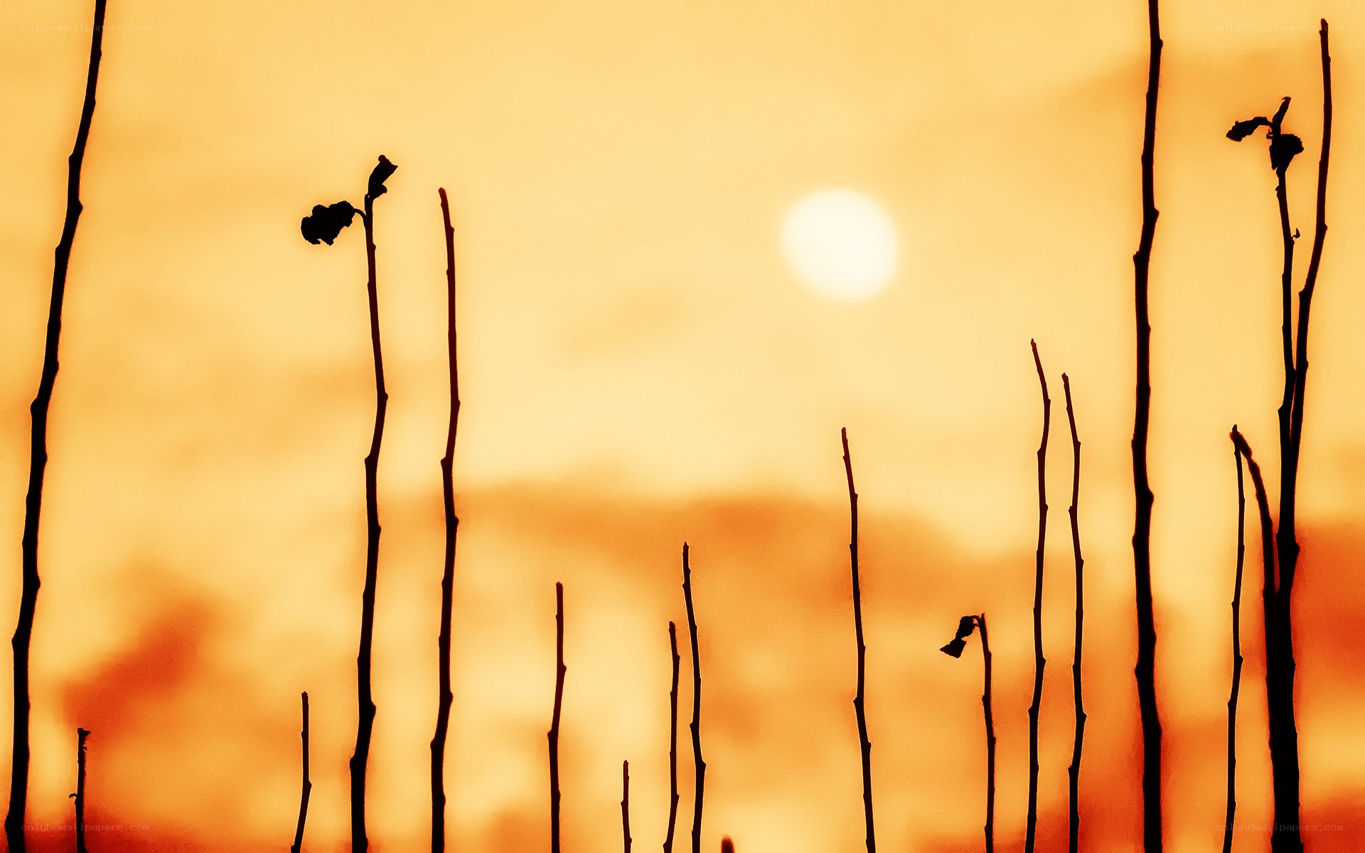 silhouetted plants at sunset