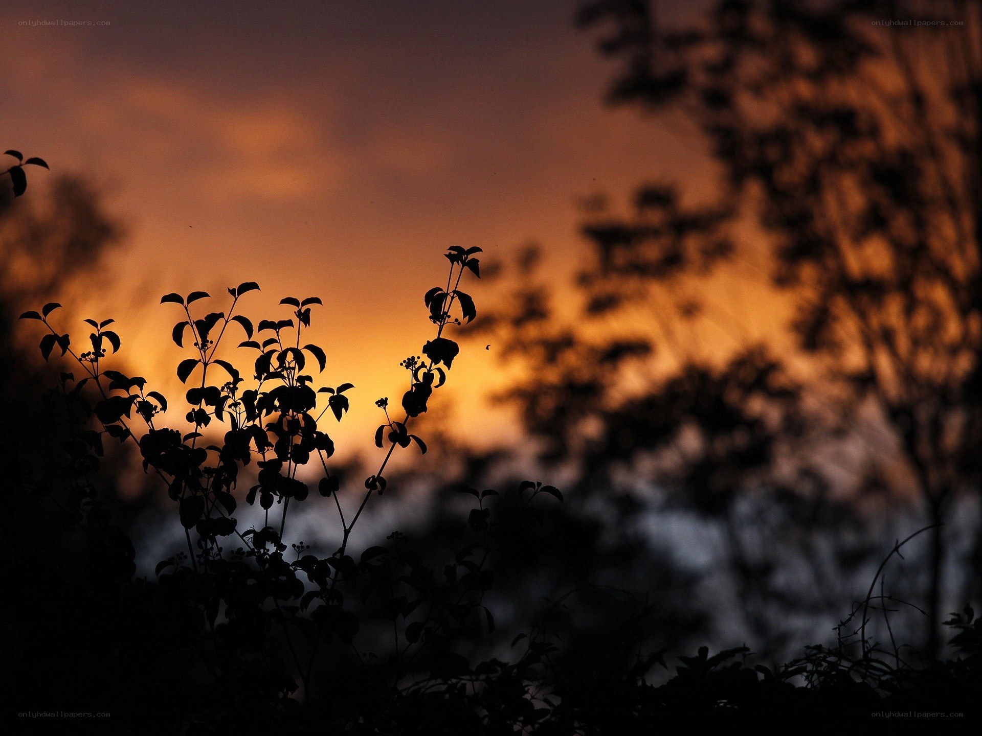 silhouetted plants at sunset