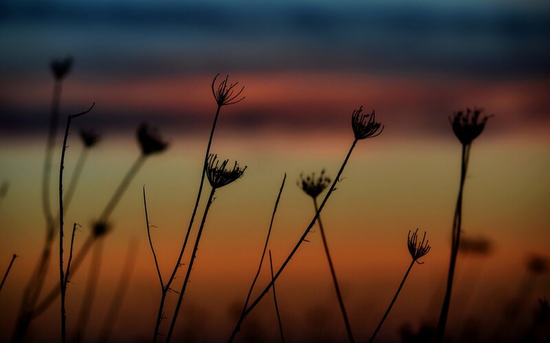 Silhouetted plants at sunset