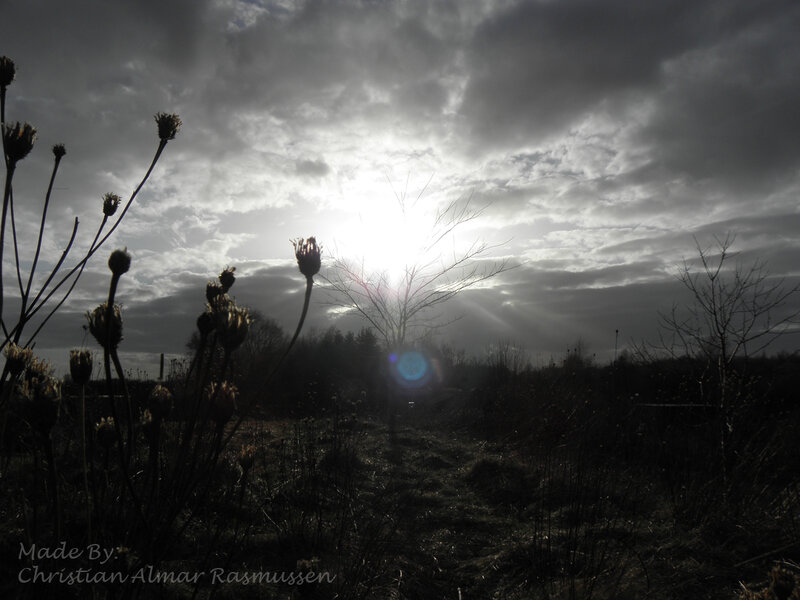 Silhouetted Plants at Sunset — Black, Dramatic