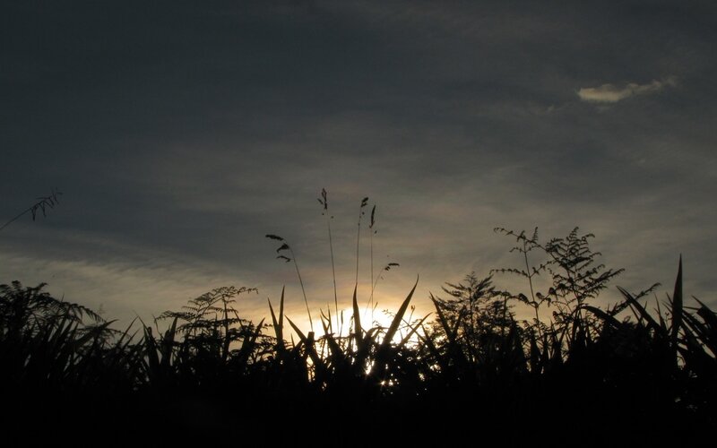 Silhouetted Plants at Sunset — Black