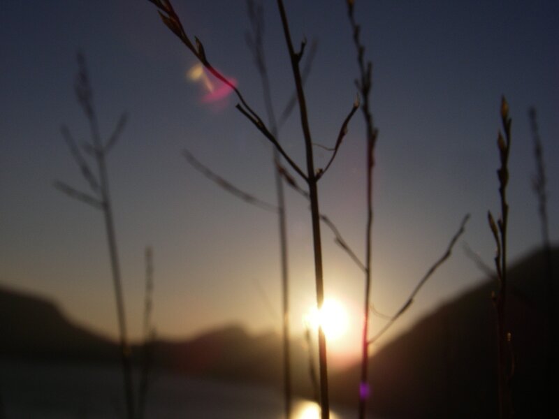 Silhouetted Plants at Sunset — Blue, Serene, Photograph, Sun