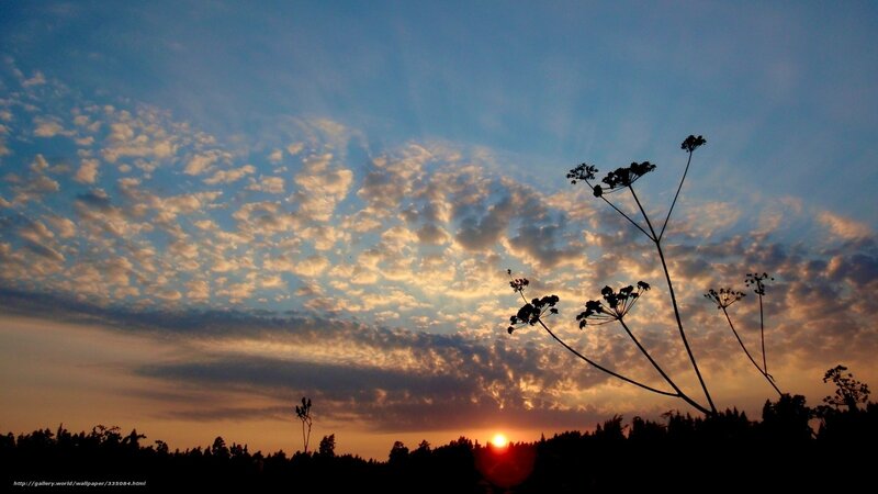 Silhouetted Plants at Sunset — Blue, Serene
