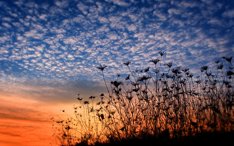 Silhouetted Plants at Sunset — Blue