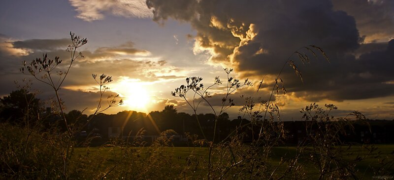 Silhouetted Plants at Sunset — Gold, Dramatic