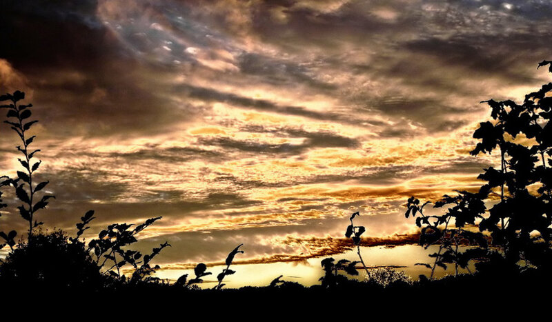 Silhouetted Plants at Sunset — Gold