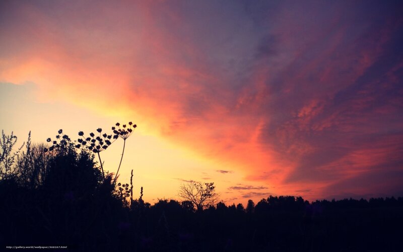 Silhouetted Plants at Sunset — Orange, Dramatic, Photograph, Sky
