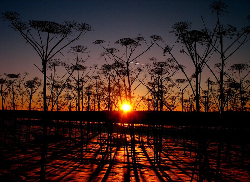 Silhouetted Plants at Sunset — Orange, Dramatic, Photograph, Sun, Sky, Ground
