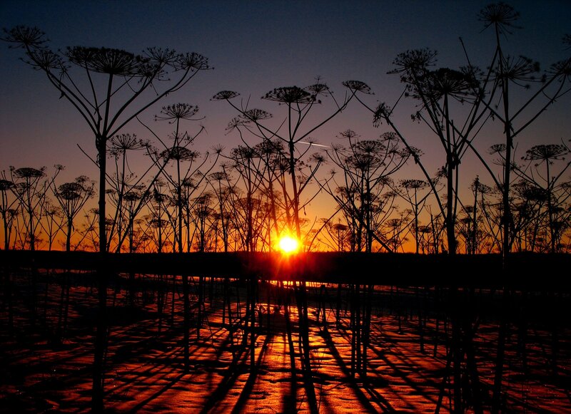Silhouetted Plants at Sunset — Orange, Dramatic, Photograph, Sun, Sky, Reflection