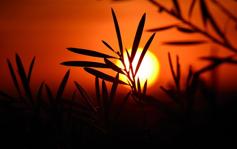 Silhouetted Plants at Sunset — Orange, Dramatic, Photograph, Sun, Sky