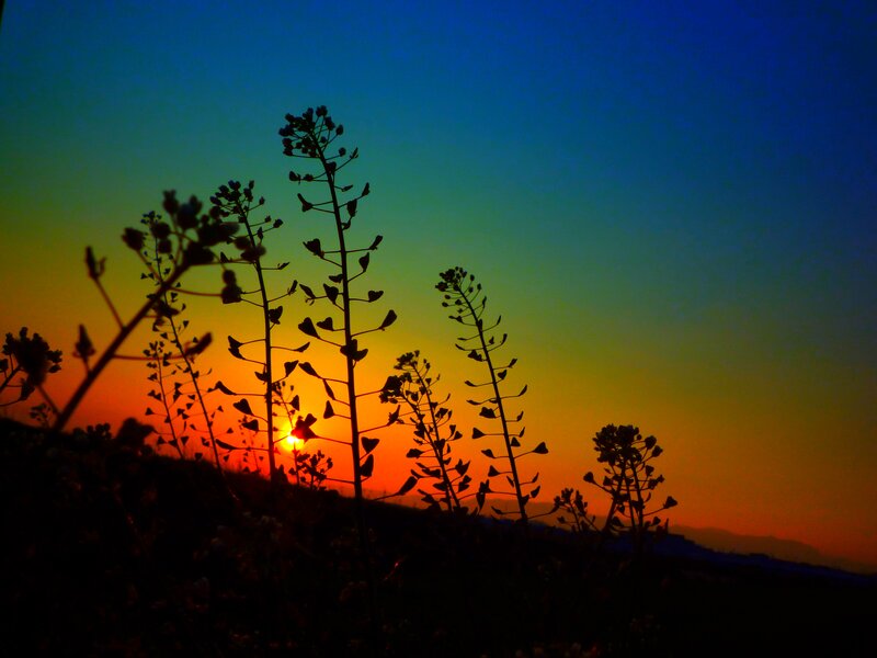 Silhouetted Plants at Sunset — Orange, Dramatic, Photograph, Sun
