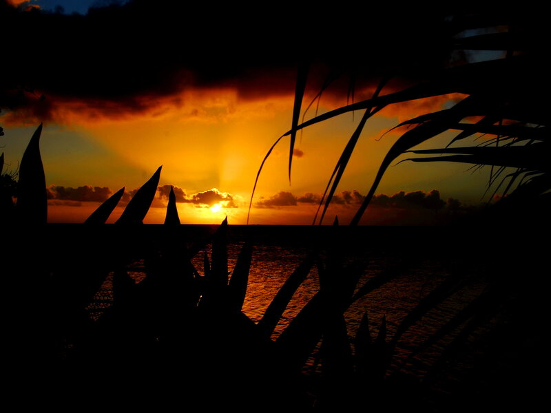 Silhouetted Plants at Sunset — Orange, Dramatic, Photograph
