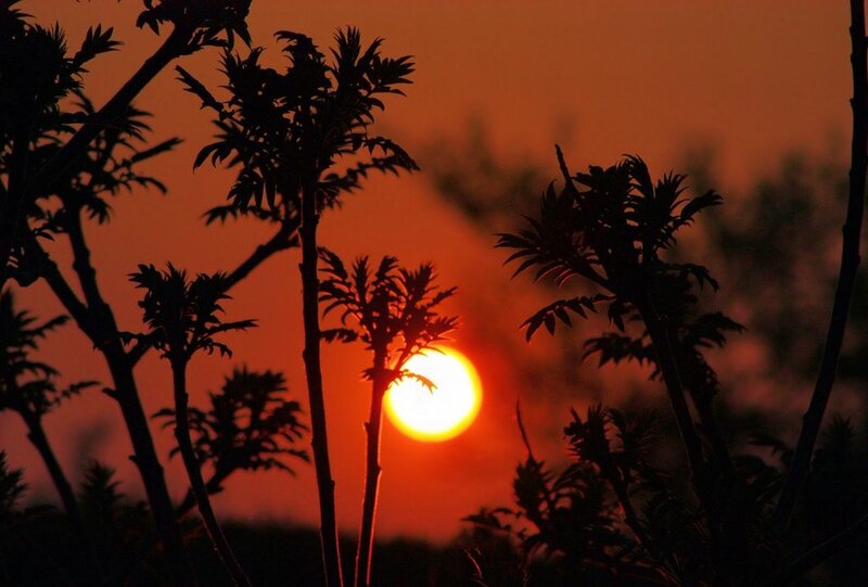 Silhouetted Plants at Sunset — Orange, Dramatic