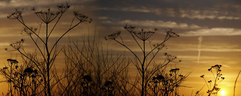 Silhouetted Plants at Sunset — Orange, Serene, Photograph, Sky