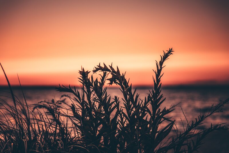 Silhouetted Plants at Sunset — Orange, Serene, Photograph, Sky, Water