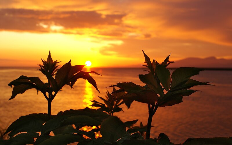 Silhouetted Plants at Sunset — Orange, Serene, Photograph, Sun, Sea, Mountains