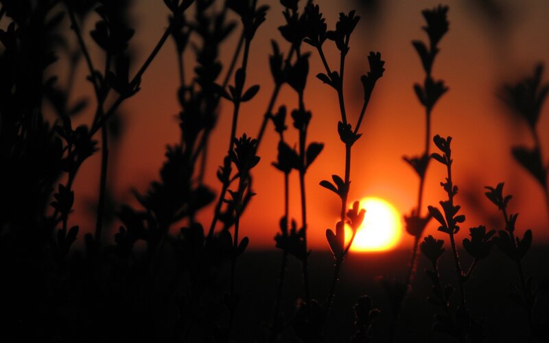 Silhouetted Plants at Sunset — Orange, Serene, Photograph, Sun, Sky, Black