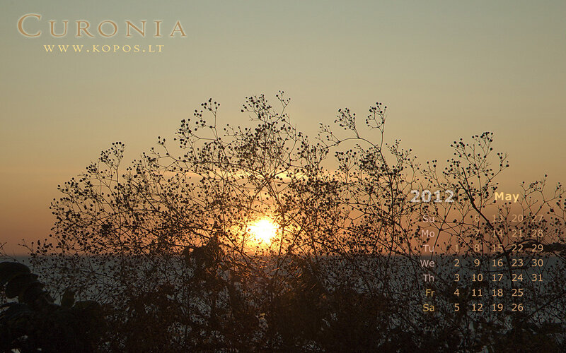 Silhouetted Plants at Sunset — Orange, Serene, Photograph, Sun, Sky, Calendar