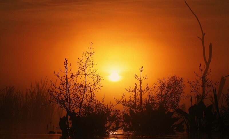 Silhouetted Plants at Sunset — Orange, Serene, Photograph, Sun, Sky, Water