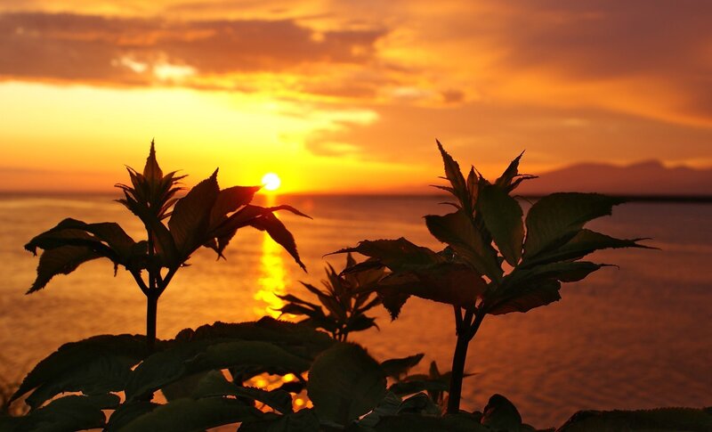 Silhouetted Plants at Sunset — Orange, Serene, Photograph