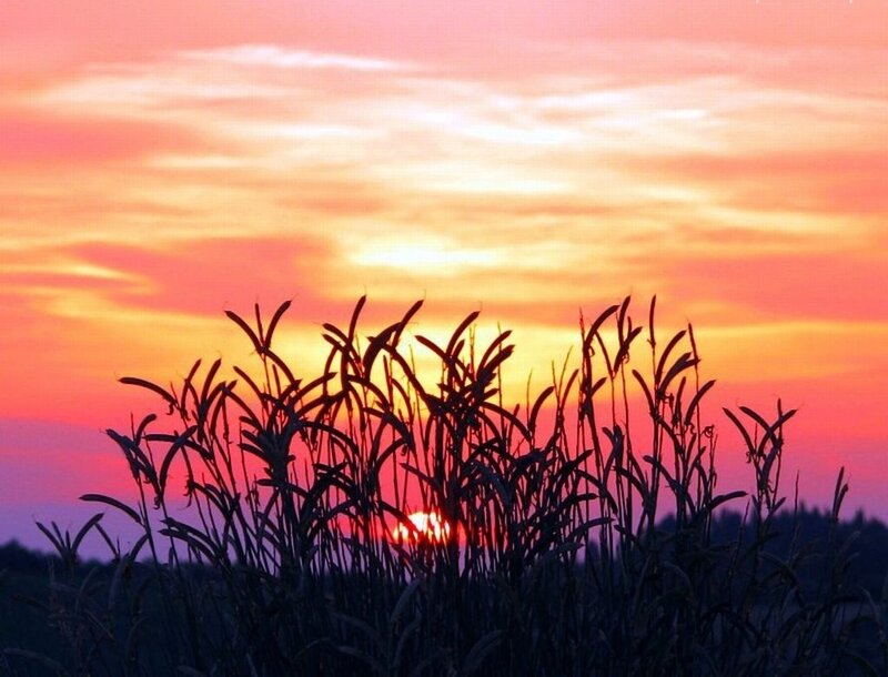 Silhouetted Plants at Sunset — Orange, Serene