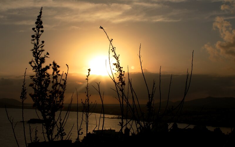 Silhouetted Plants at Sunset — Orange